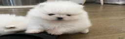 Pomeranian dogs for sale:     Luxury White Pomeranian Puppies  - Advert 19