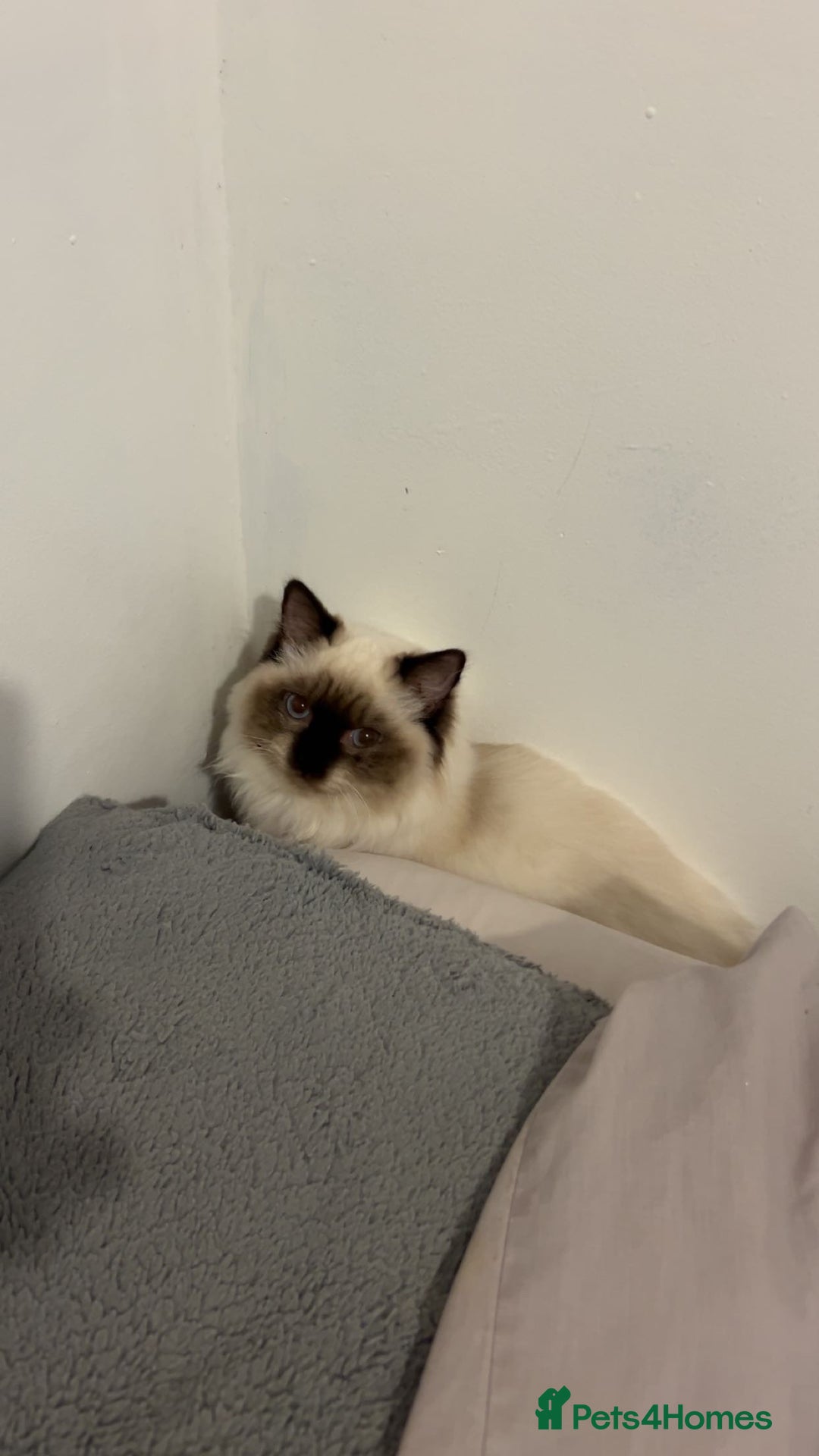 Ragdoll cats for sale: 6 Month Ragdoll😍 - Advert 3