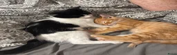 Mixed Breed cats for sale: Loving Forever Home Needed for Bonded Kittens - Advert 6