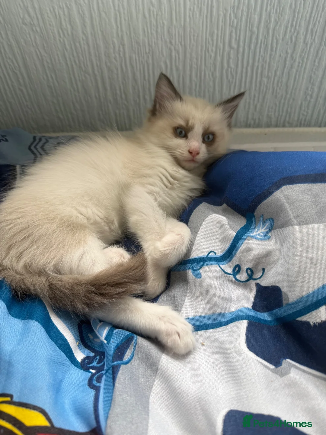 Ragdoll cats for sale: Ragdolls READY NOW  - Advert 9