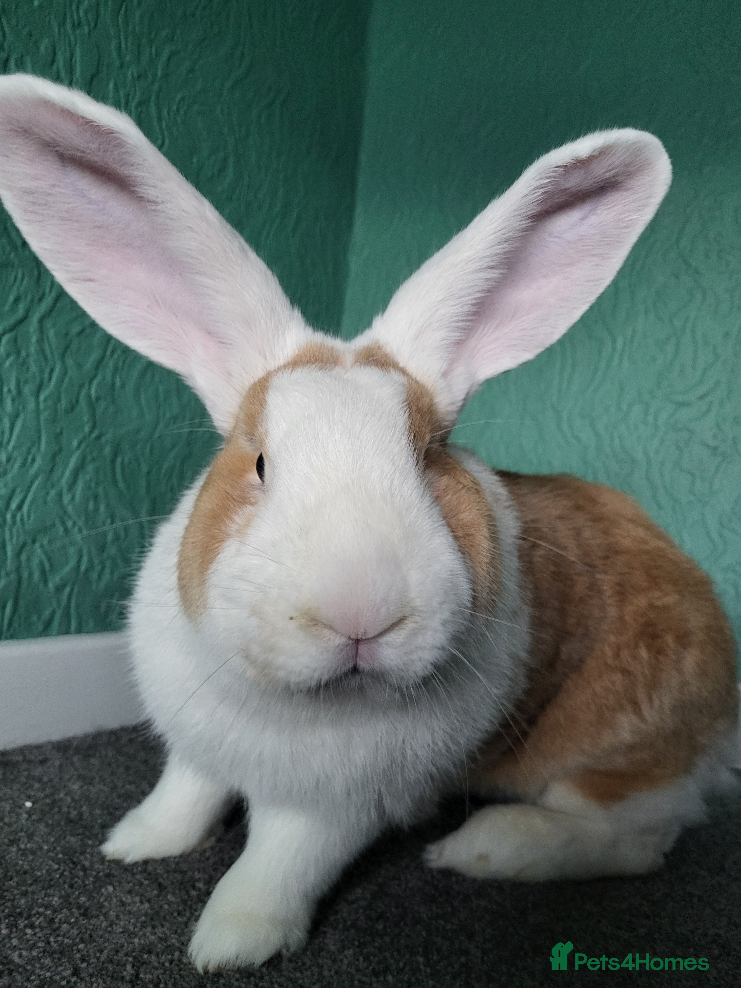 Continental Giant rabbits 3 Continental Giants looking for a new home.  - Advert 1