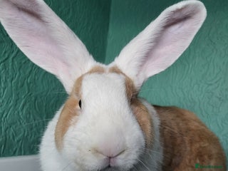 Continental Giant rabbits 3 Continental Giants looking for a new home. - Advert 1