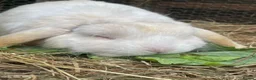 Mini Lop rabbits for sale: Adult Females + Males & Baby Male Rabbits  - Advert 14