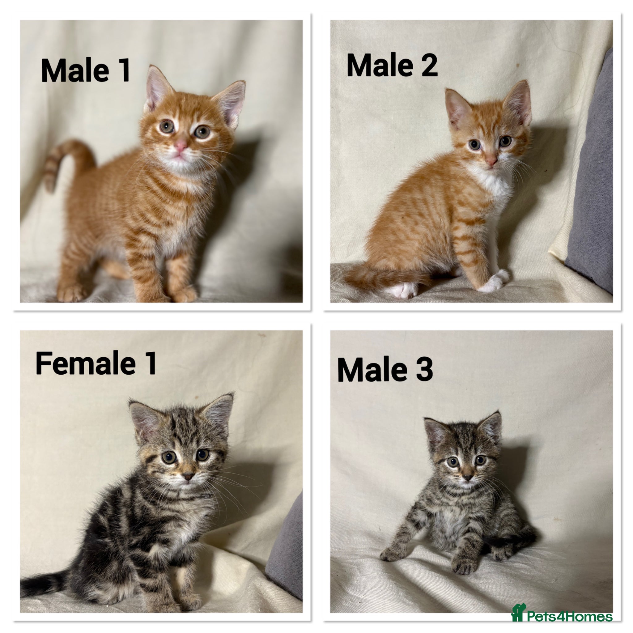 Mixed Breed cats 4 beautiful kittens now ready to leave - Advert 1