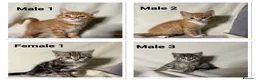 Mixed Breed cats for sale: 4 beautiful kittens now ready to leave - Advert 1