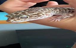 Leopard Gecko reptiles for sale: Snow Mack leopard gecko  - Image 2