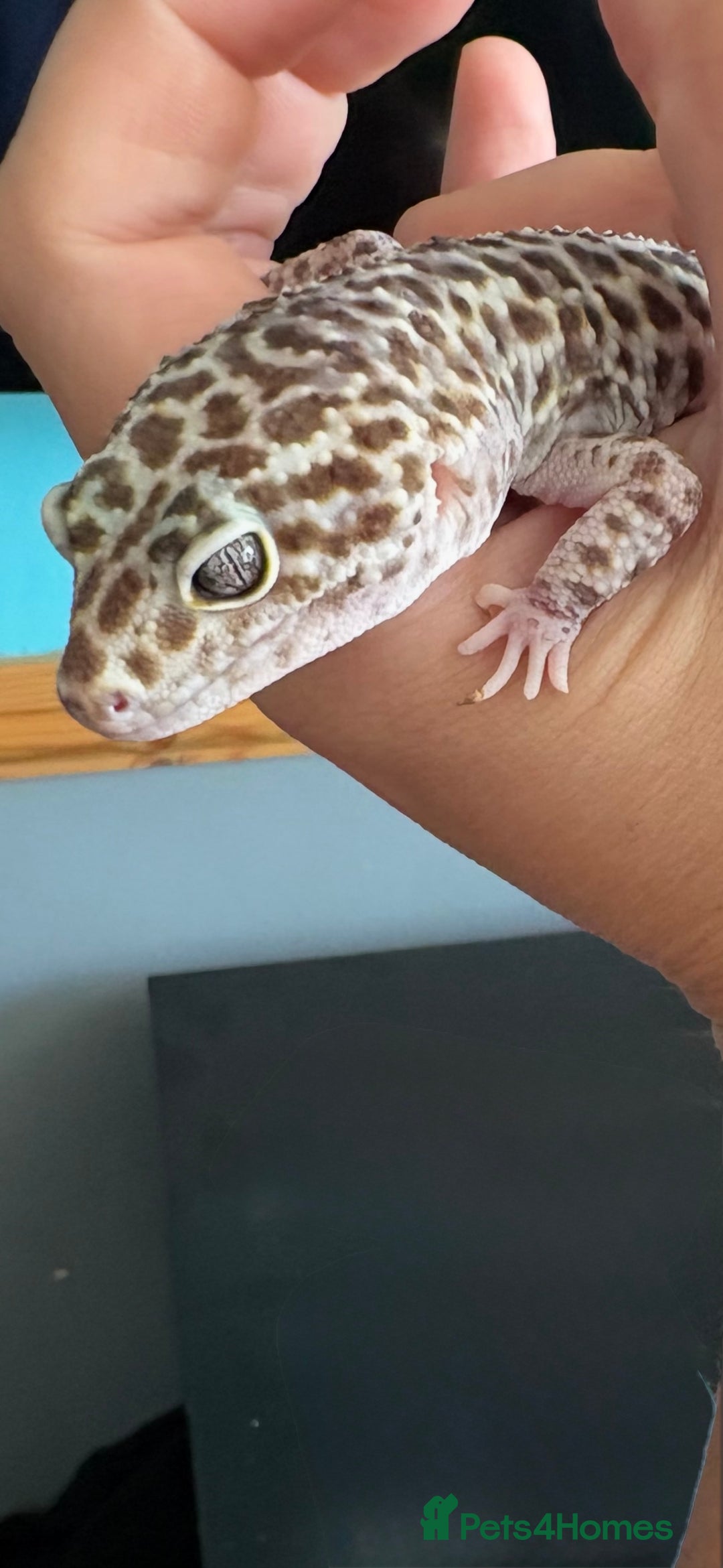 Leopard Gecko reptiles for sale: Snow Mack leopard gecko  - Image 2