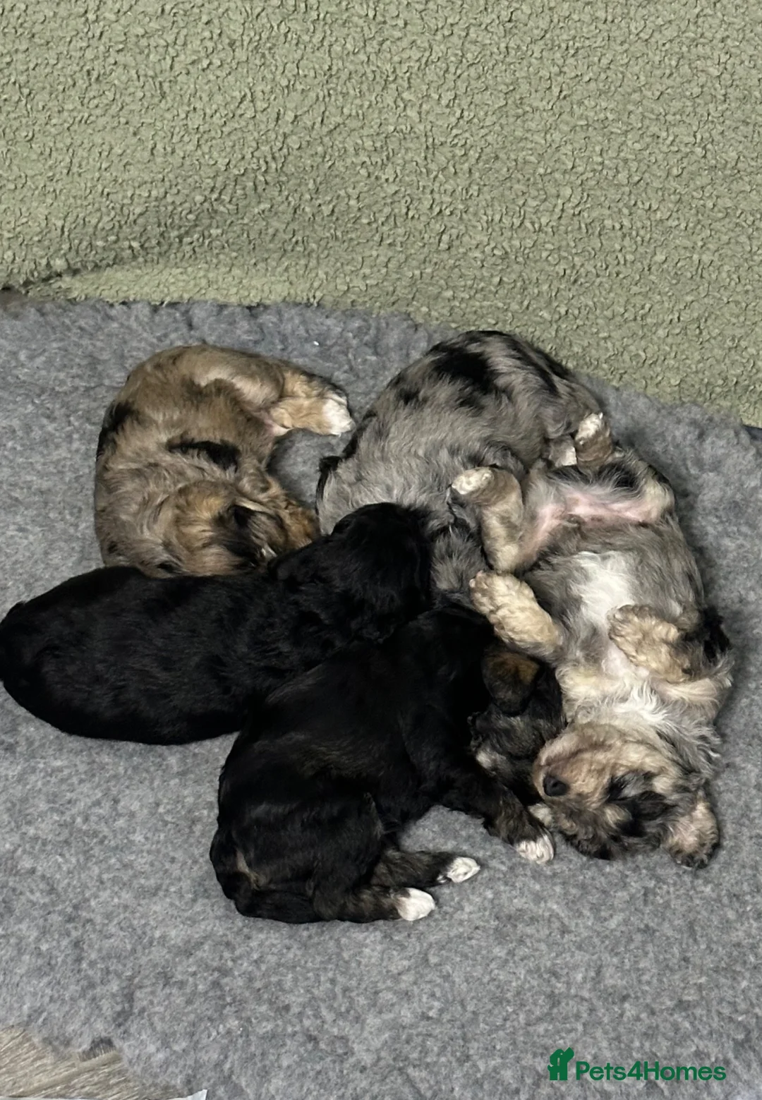Miniature Schnauzer dogs for sale: Stunning and Rare little Toy Schnoodles - Advert 12