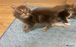 Maine Coon cats for sale: Xl mainecoon kittens full breed non reg  - Image 16