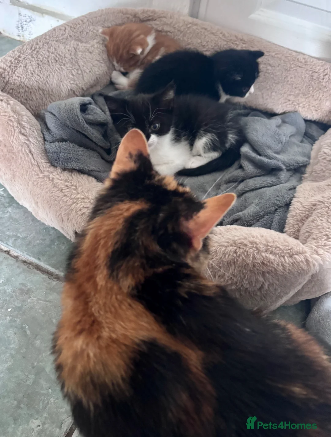Mixed Breed cats for sale: Beautiful kittens 🐾  - Advert 2