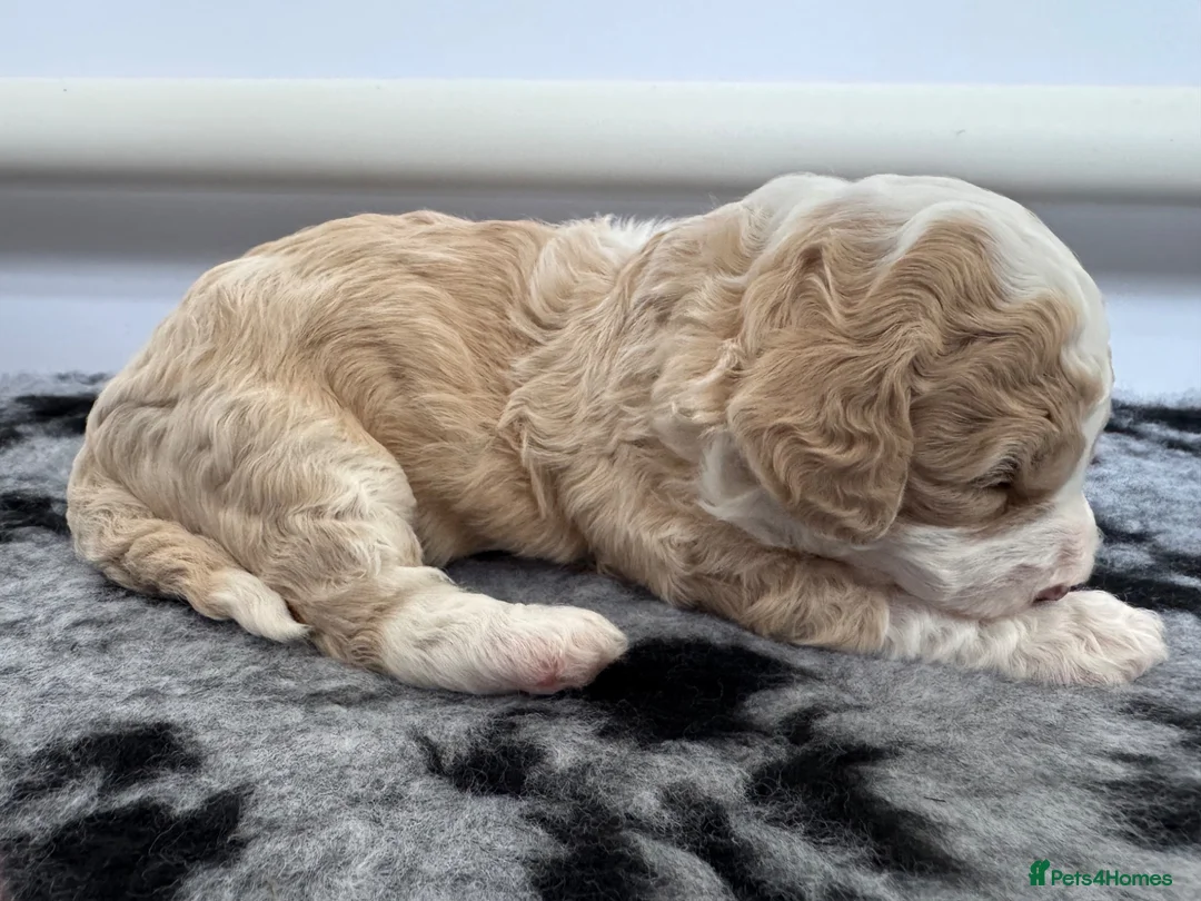 Cavapoochon dogs for sale: Cavapoochon puppies - beautiful colours - Advert 8