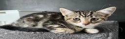 Mixed Breed cats for sale: Fluffy Kittens for sale - Advert 33