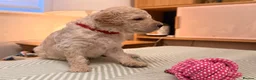 Goldendoodle dogs for sale: Goldendoodle Puppies - Advert 7