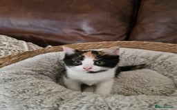 British Longhair cats for sale: 3 female bsh cross  - Image 7