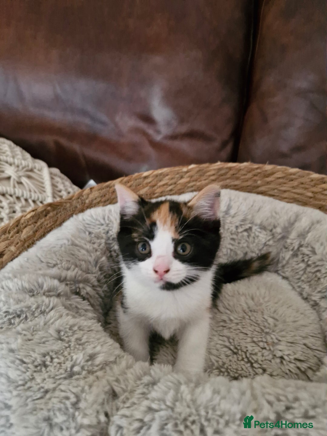 British Longhair cats for sale: 3 female bsh cross  - Image 7