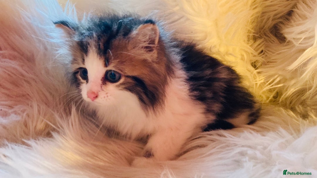 Mixed Breed cats for sale: Super gorgeous Maine coon kittens ready to go now - Image 7