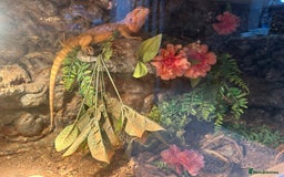 Bearded Dragon reptiles for sale: One year-old female bearded dragon - Image 5