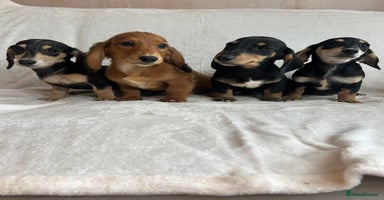 Miniature Dachshund dogs - Advert 10