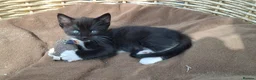 Mixed Breed cats for sale: Beautiful Tame Female Kitten Black White - Advert 2
