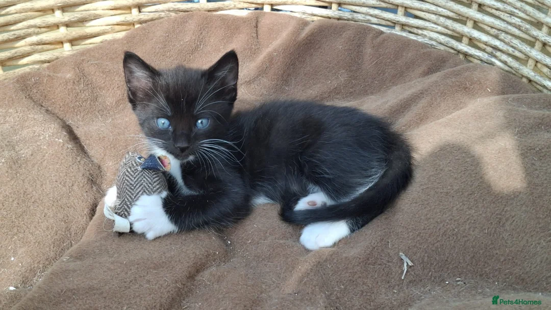 Mixed Breed cats for sale: Beautiful Tame Female Kitten Black White - Advert 2