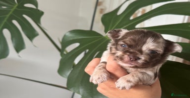 Chihuahua dogs - Advert 14