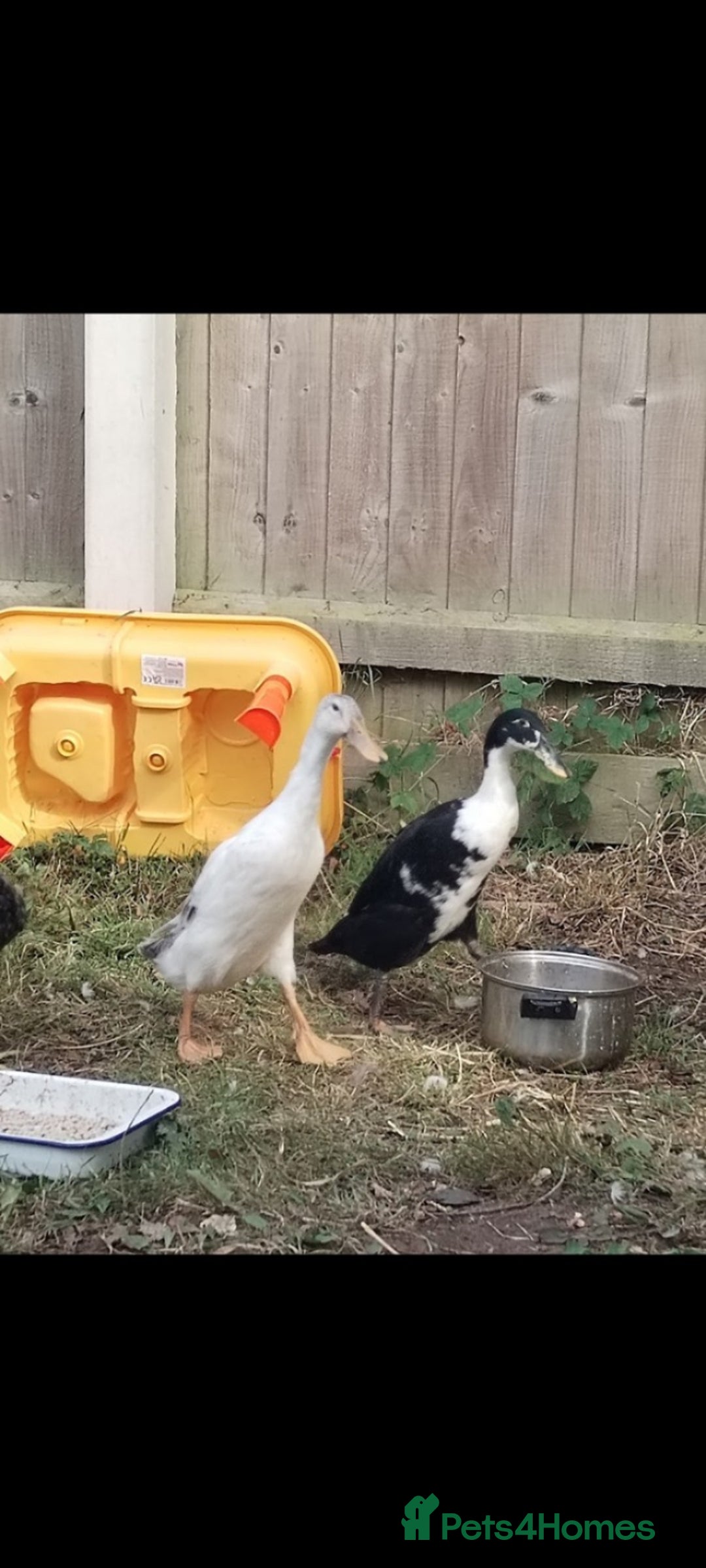 Mixed Breed poultry for sale: Indian runner ducks pair and hen - Image 1