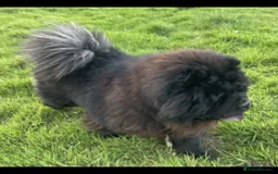 Chow Chow dogs for stud: CHUNKY CHOW KC PABLO - Image 3