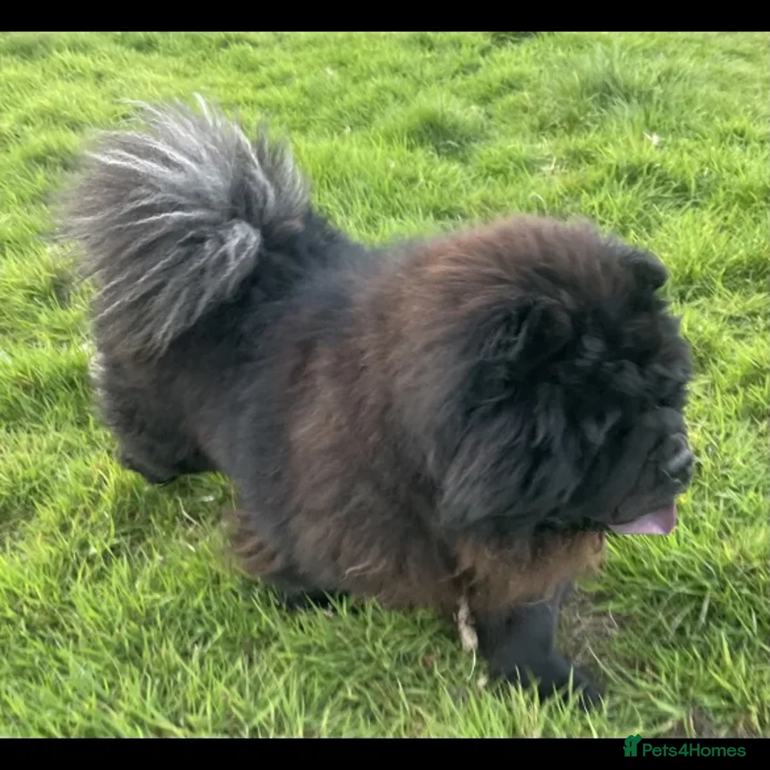 Chow Chow dogs for stud: CHUNKY CHOW KC PABLO - Image 3