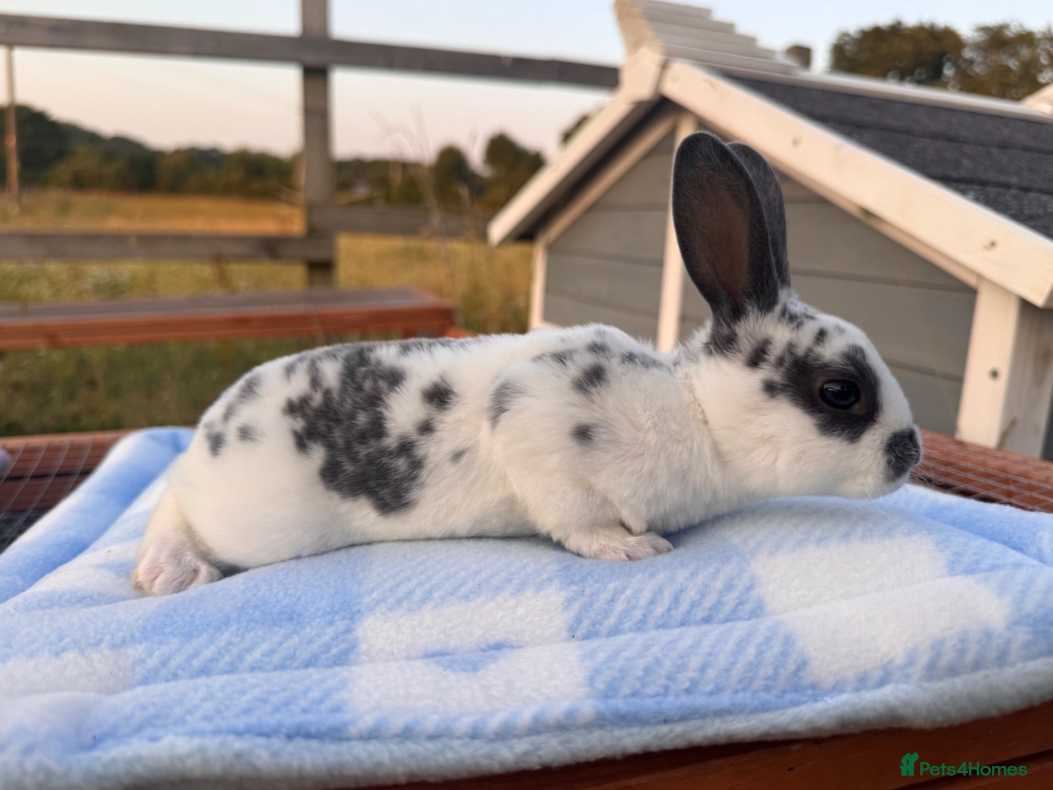 Rex rabbits Baby Pedigree mini Rex - vaccinated  - Advert 2