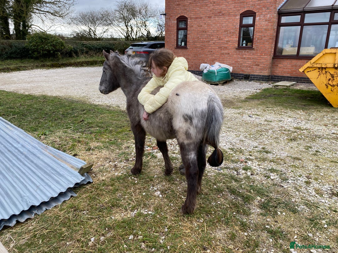 Appaloosa horses for sale: 4 yr old, project pony / lead rein  - Image 5