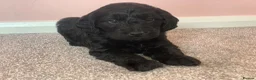 Mini Goldendoodle dogs for sale: 10 lovely little bundles of joy - Advert 8