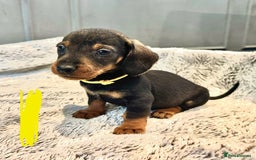 Dachshund dogs for sale: wirehaired dachshunds (teckels) - Image 25