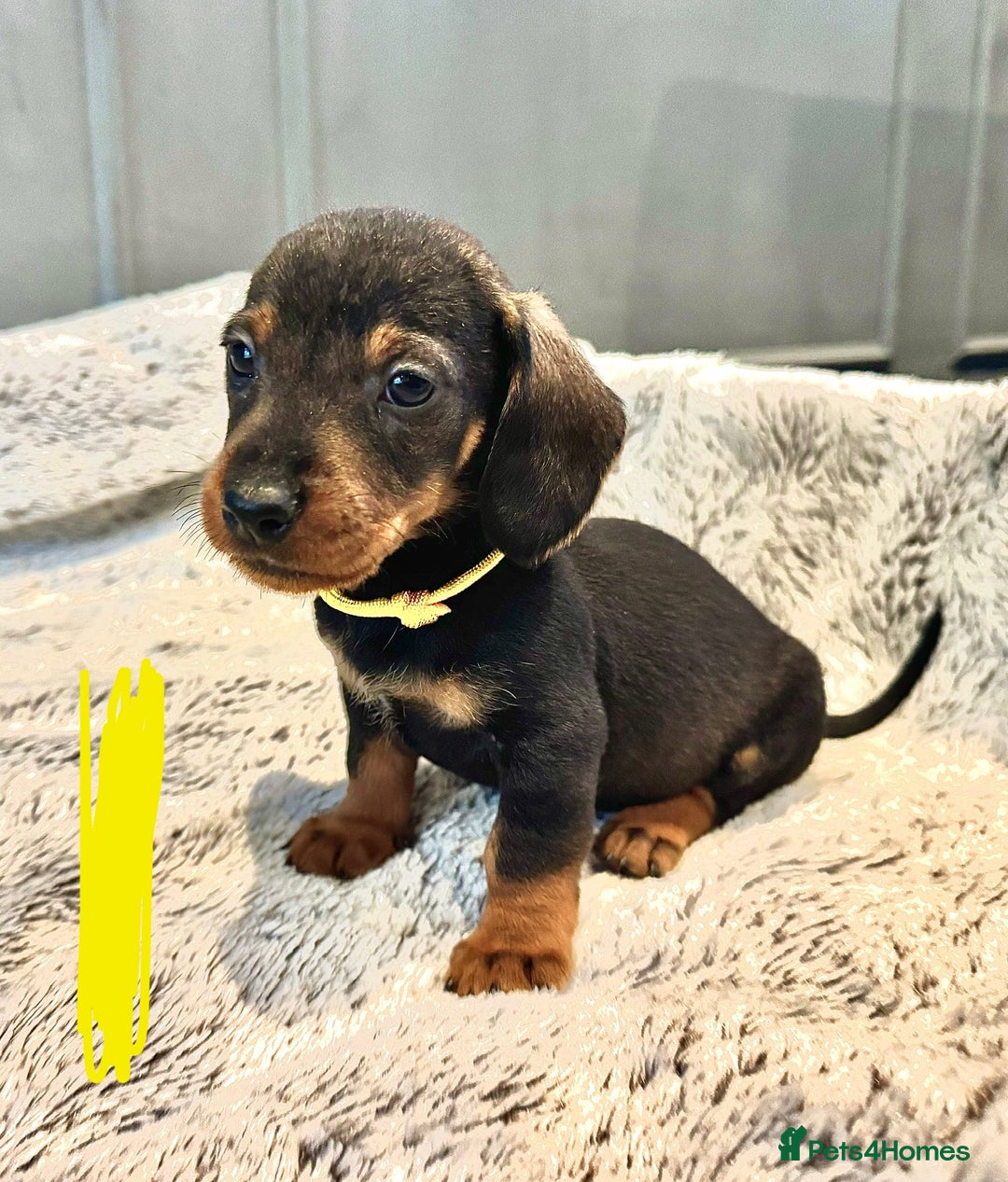 Dachshund dogs for sale: wirehaired dachshunds (teckels) - Image 25