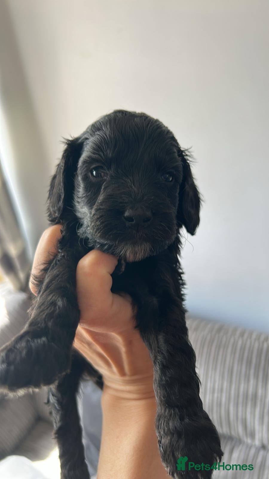 Cockapoo dogs F1 Cockapoo puppies (from health tested parents) - Advert 2