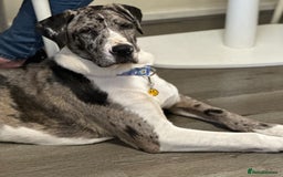 Mixed Breed dogs for sale: Loving Akita x Great Dane Puppy - Image 4