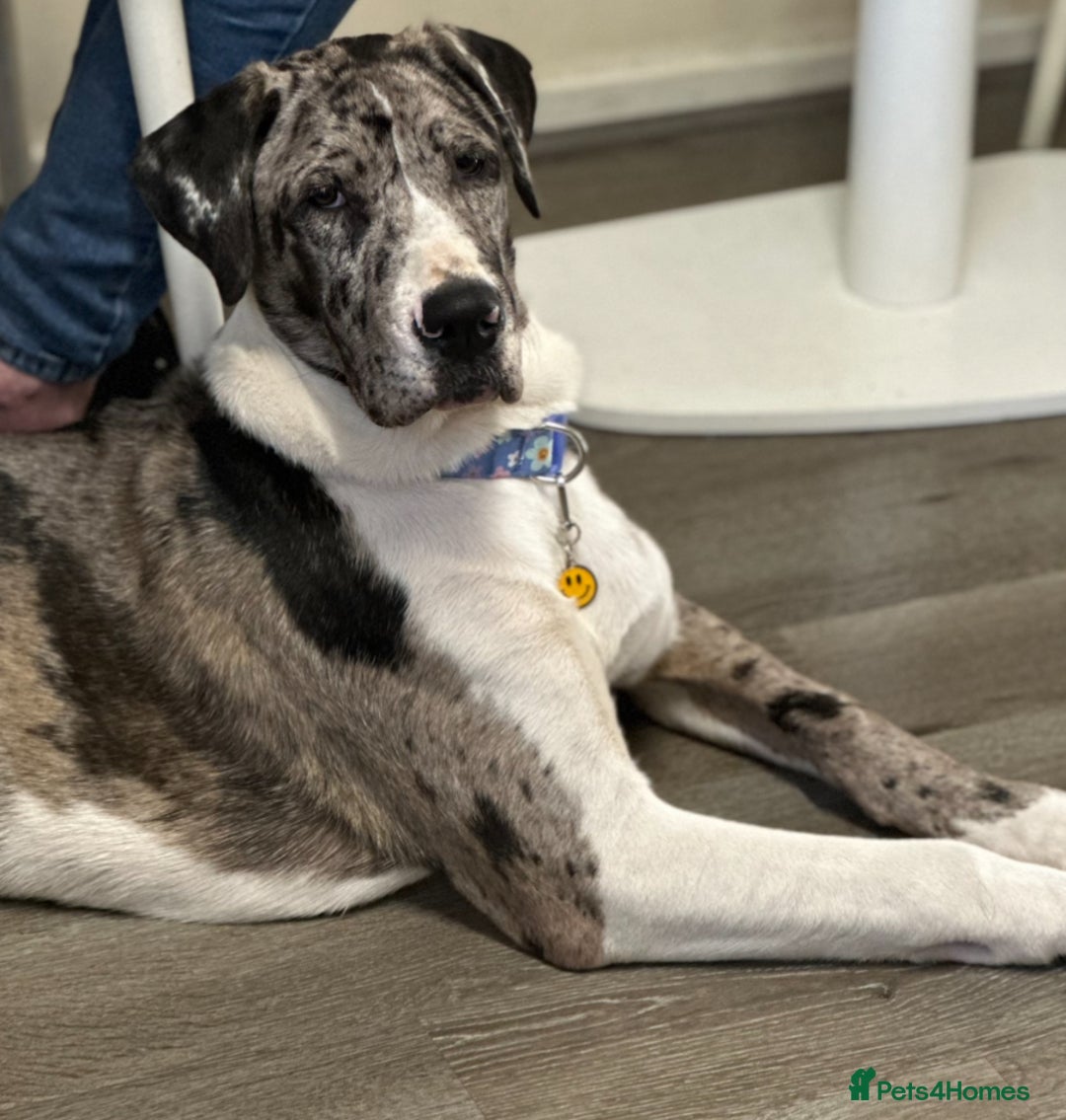Mixed Breed dogs for sale: Loving Akita x Great Dane Puppy - Image 4