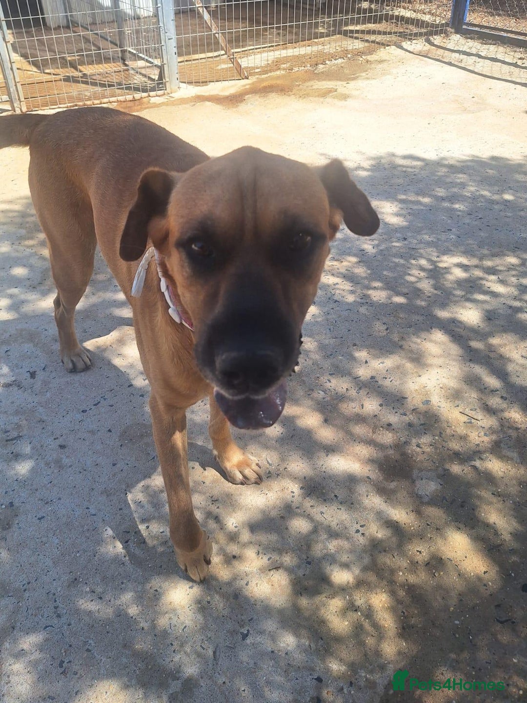 Mixed Breed dogs for adoption: Urgent 🚨 Home for Kobi  in Hengoed - Image 1