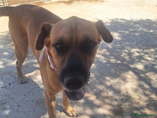 Mixed Breed dogs in Hengoed - Advert 6