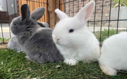 Mini Lop rabbits for sale: Mini lop cross french lop - Image 4