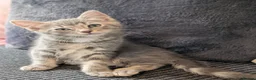 Mixed Breed cats for sale: Ragdoll x Bengal kittens  in Glasgow - Advert 14