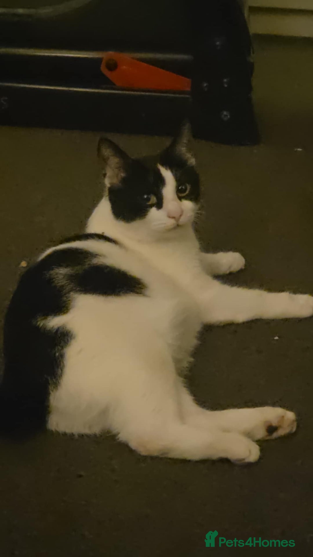 Mixed Breed cats for sale: 3 kittens available  - Advert 7