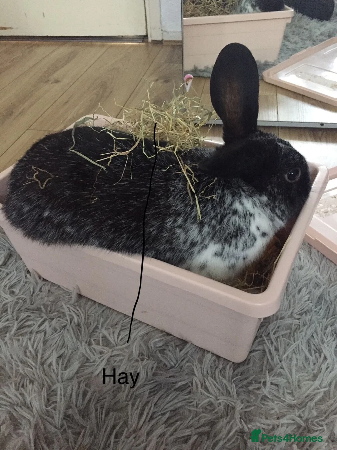 Mixed Breed rabbits for sale: New home for bunny  in London - Advert 1