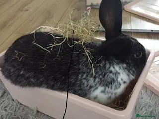 Mixed Breed rabbits New home for bunny - Advert 2