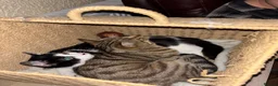 British Shorthair cats for sale: Maeve & Bean - Advert 8