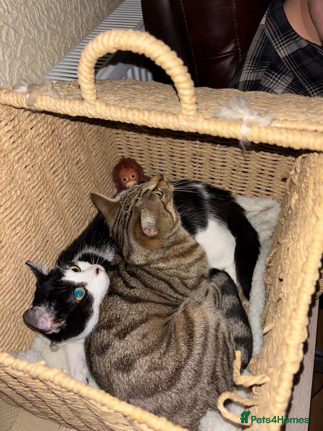 British Shorthair cats for sale: Maeve & Bean - Advert 8