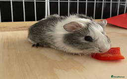 Guinea Pig rodents for sale: 3 Male Guinea Pigs - Image 5