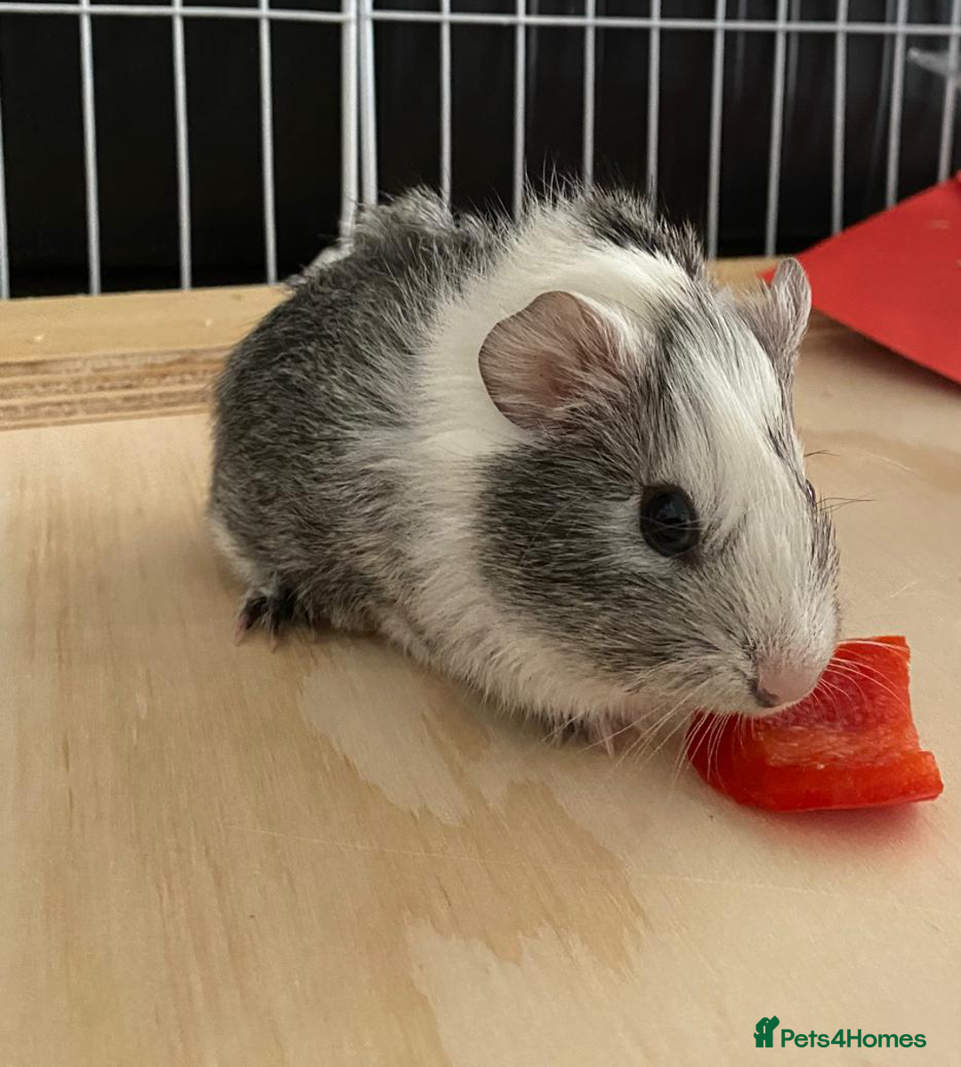 Guinea Pig rodents for sale: 3 Male Guinea Pigs - Image 5