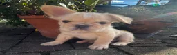 French Bulldog dogs for sale: Fluffy French bull dog Puppys  - Advert 3