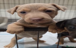 Jack Russell dogs for sale: *Only Lilac&Tan Girl Available* Beautiful JR Pups in Goole - Image 7