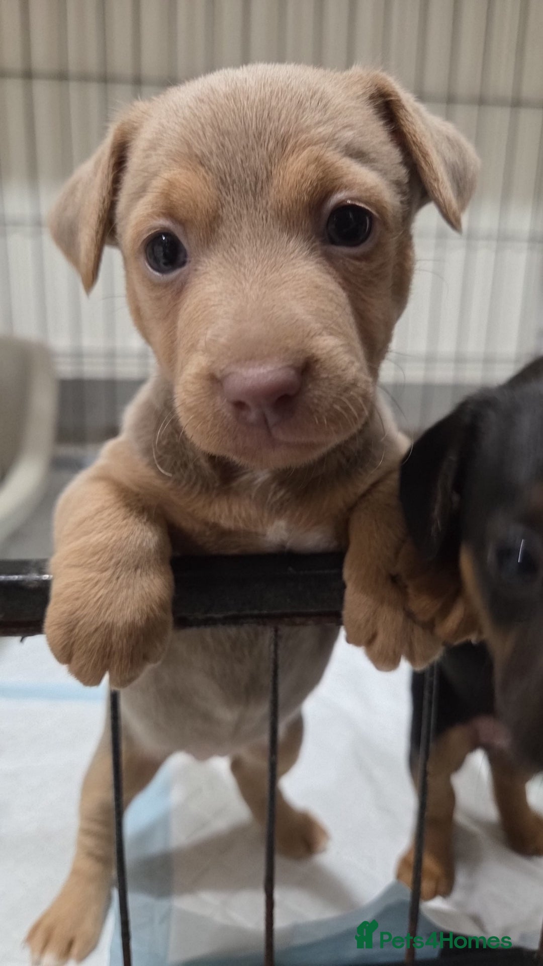 Jack Russell dogs for sale: *Only Lilac&Tan Girl Available* Beautiful JR Pups in Goole - Image 7